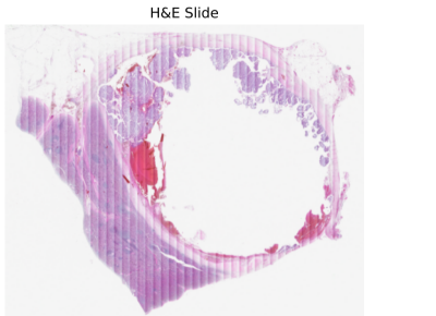 H&E stained tissue reference