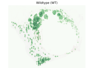 Wild-type p53 staining pattern